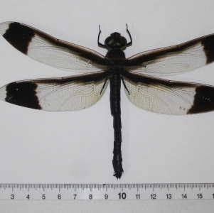 EBAY, Tetracanthagyna plagiata. West Kalimantan