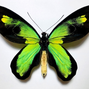 FOR SALE, Ornithoptera victoriae rubianus interesting form!!