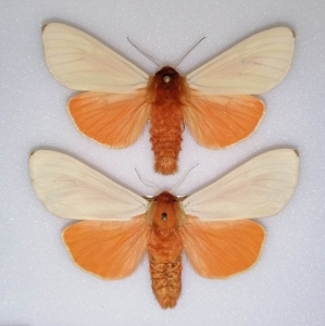 FOR SALE, ARCTIA CAJA PHANTASMA PAIR