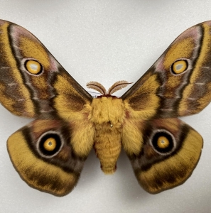 EBAY, Very rare and nice Nudaurelia cytherea capensis