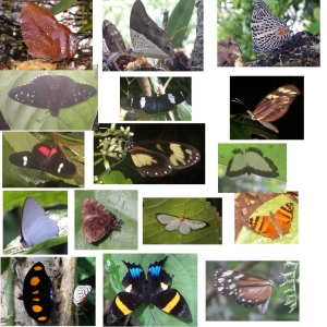 FOR EXCHANGE, Mixed Belize butterflies for Neotropical skippers