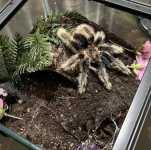 FOR SALE, Curlyhair Tarantula for Sale