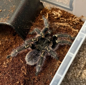 FOR SALE, Chaco Golden Knee Tarantula for Sale