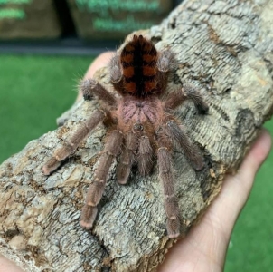 FOR SALE, Avicularia minatrix FOR SALE