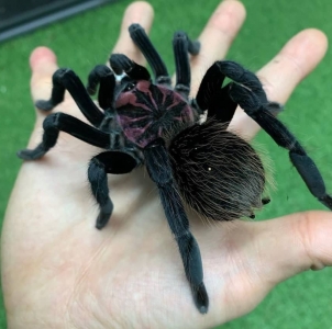FOR SALE, Cute Xenesthis sp. Bright for You