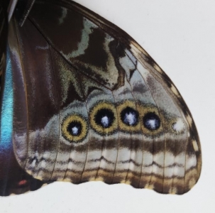 FOR SALE, Morpho helenor peleides EYESPOT DUPLICATION MUTANT