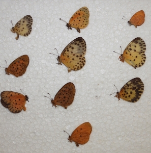 EBAY, lycaenidae telipna and pentila