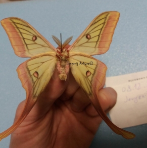 FOR SALE, hybrid  Actias