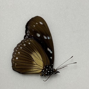 EBAY, Butterflies for sale from Uganda/Tanzania/England