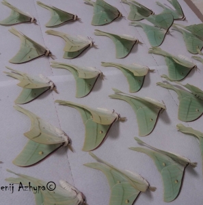 FOR SALE, Actias