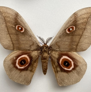 EBAY, Some african Saturniidae for sale