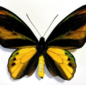 FOR SALE,  FANTASTIC FULLY RED ORNITHOPTERA CHIMAERA CHIMAER