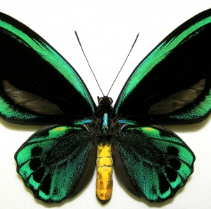 FOR SALE, AMAZING GREEN ORNITHOPTERA PRIAMUS URVILLIANUS