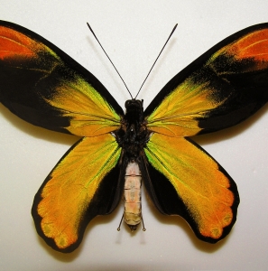 FOR SALE, AMAZING FULLY RED ORNITHOPTERA VICTORIAE VICTORIAE