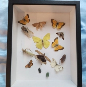 FOR SALE, Midwest Insect Collection