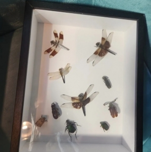 FOR SALE, Midwest Insect Collection