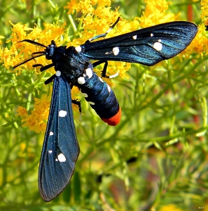 FOR SALE, Polka dot wasp moth cocoons (Syntomeida epilais)