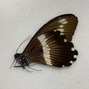 FOR SALE, Butterflies for sale from Uganda/Tanzania