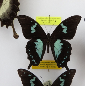 FOR SALE, rare papilio epiphorbas from Anjouan/ Comros