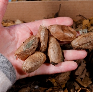 FOR SALE, Actias Luna Cocoons