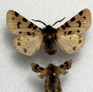 FOR SALE, Ocnogyna zoraida