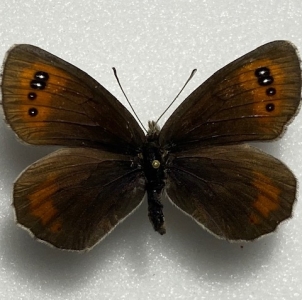 FOR SALE, EREBIA SCIPIO