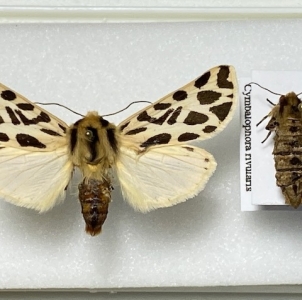 FOR SALE, Cymbalophora rivularis