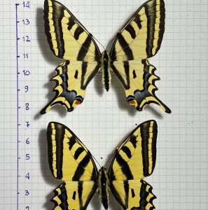 FOR SALE, Papilio alexanor graecus