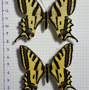 FOR SALE, Papilio alexanor destelensis