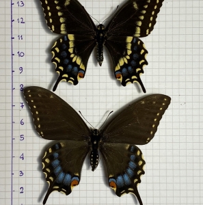 FOR SALE, HYBRID PAPILIO MACHAON X PAPILIO POLYXENES