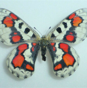 EBAY, + PARNASSIUS NOMION KOWAYAI Female +