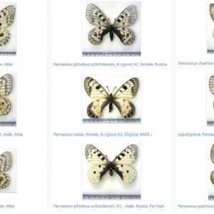 EBAY, Parnassius & Colias on E-bay