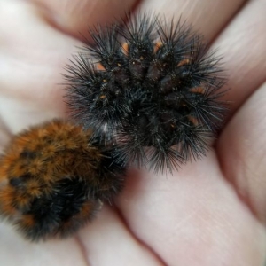 FOR SALE, Isabella tiger moth & giant leopard moth cater
