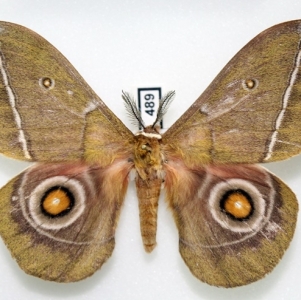 EBAY, New SATURNIIDAE auctions (GONIMBRASIA)