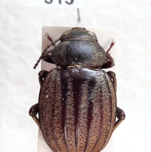 FOR SALE, Tenebrionidae