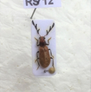 FOR SALE, Cleridae