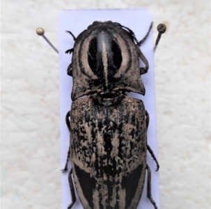 FOR SALE, Elateridae