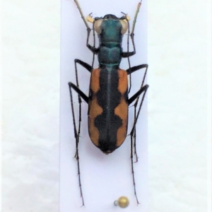 FOR SALE, Cicindelidae