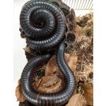 FOR SALE, Giant african millipede, 