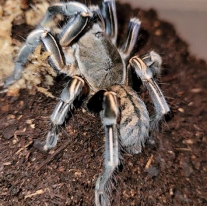 FOR SALE, Cobalt Blue Tarantulas Small