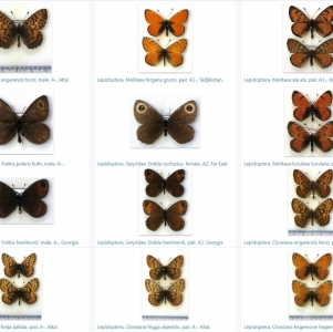 EBAY, Erebia, Melitaea & more  on E-bay