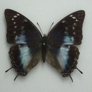 EBAY, Africa Charaxes for sale