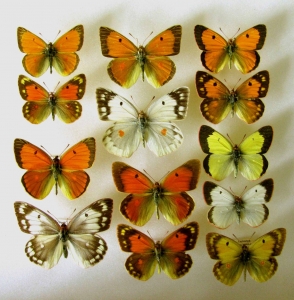 FOR SALE, Colias