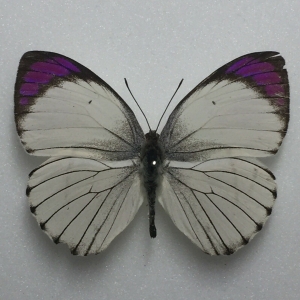 EBAY, Butterflies for sale