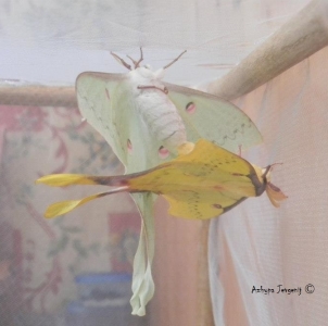 FOR SALE, Actias sinensis eggs