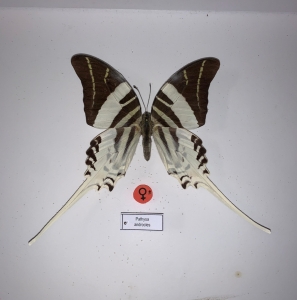 EBAY, FEMALE PATHYSA ANDROCLES