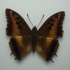 EBAY, Charaxes for sale