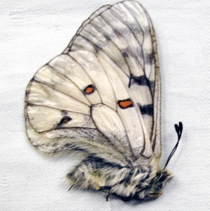 FOR SALE, Parnassius phoebus, nordmanni, mnemosyne