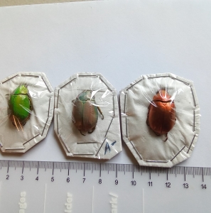 ANNOUNCEMENT, New insects added to my store Market Place