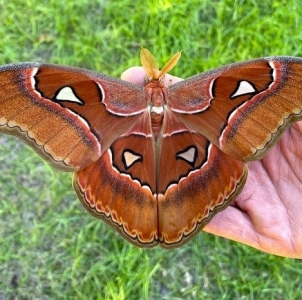 FOR SALE, Attacus lorquinii cocoons